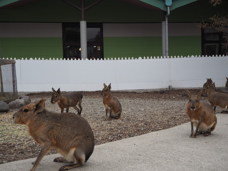 2022.01.07 阿蘇ファームランド ふれあい動物王国PC121176