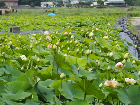 2023.06.10������Կ���Į������ϥ��ࡡ��¦P1019629