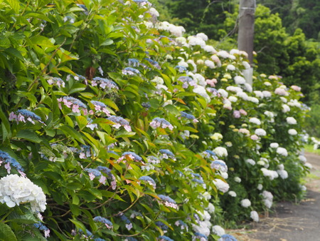 2023.06.10������Կ���Į���ä��������ࡡ���Ĥ�����P1019883