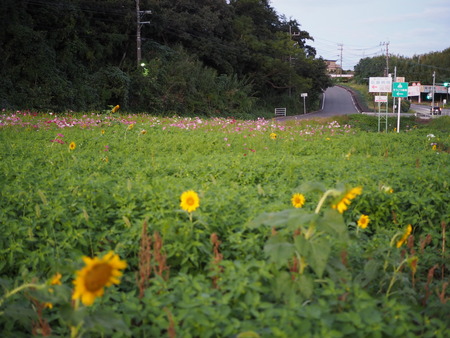 °æºê¥Õ¥ë¡¼¥Ä¥Ð¥¹Ä䥳¥¹¥â¥¹P1012037