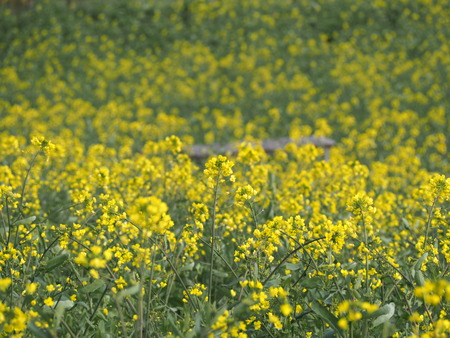 �������⸶�κڤβ�P3151419