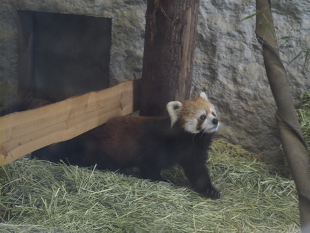 2021.11.14 �����ݻԡ��彽����ư��ʪ�ࡡ�������PB136524