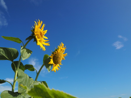 2023.08.05¡¡±ÀÀç»Ô¸ãºÊÄ®¤Ò¤Þ¤ï¤êȪP1011724