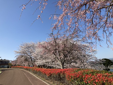 2023.03.28 諌早市 のぞみ公園IMG_5606