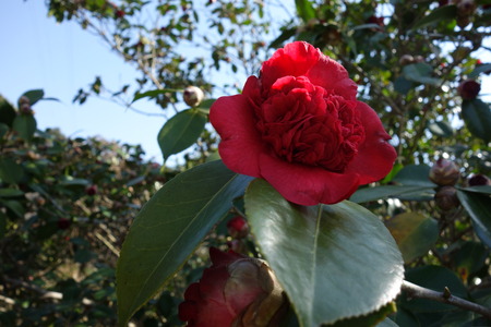 17-虎馬園DSC04930