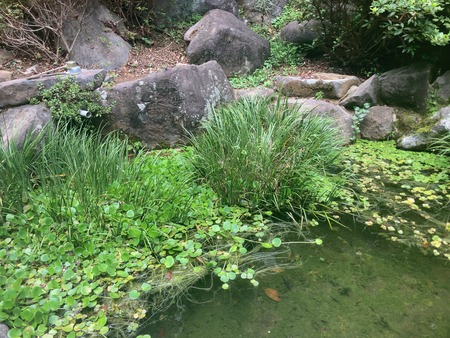 2023.08.29 ����Ծ�Ĺ��Į���ߤ������α���ɤ���IMG_7392