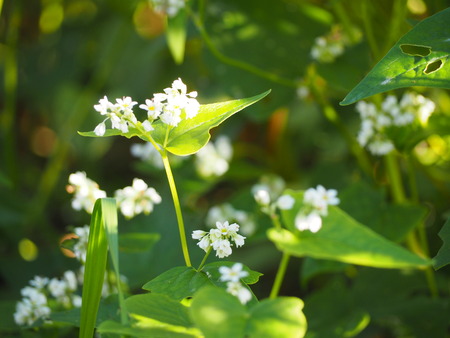 ����Թ���Į�������β�PB161522