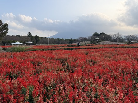 ͭ���ο��ե��ѡ���IMG_1974