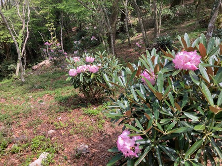 2025.07.19 ���᥷�㥯�ʥ��⸶IMG_1476