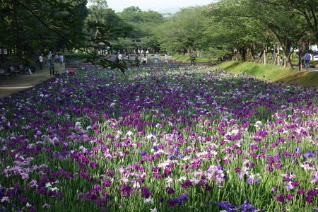 4-大村公園しょうぶDSC01309
