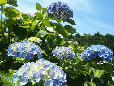 2021.05.28������Կ���Į���å���������P5232145