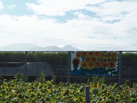 2023.08.05¡¡±ÀÀç»Ô¸ãºÊÄ®¤Ò¤Þ¤ï¤êȪP1011679