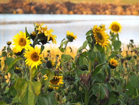 ���βж��Ҥޤ��PC201399