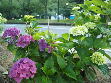 2021.05.25 大村公園 菖蒲P5232487