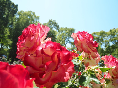 32-23-10-¥Ï¥¦¥¹¥Æ¥ó¥Ü¥¹¡¡2020¥Ð¥éº×P5242362