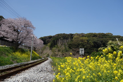 13-多良見町古川の桜DSC04147