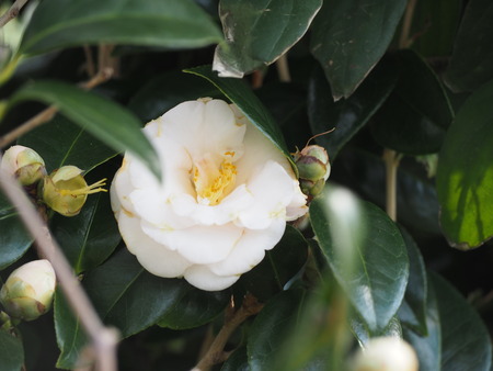 Ĺ�������ꡡ����ε֡���¦Ÿ˾�����P1012006