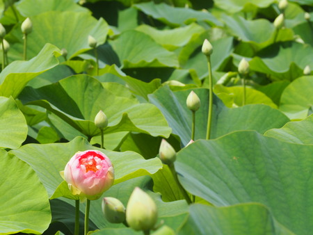 2023.06.10������Կ���Į������ϥ���P1019618