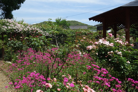 ��������Х��DSC00286