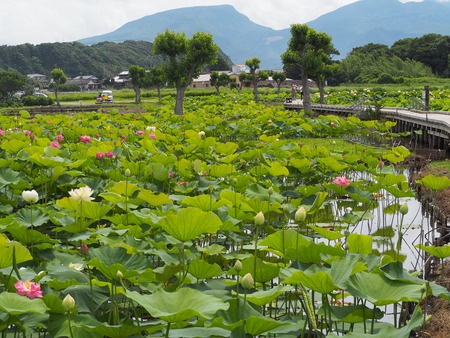 2022.06.18 諫早市森山町 唐比ハス園P6171704