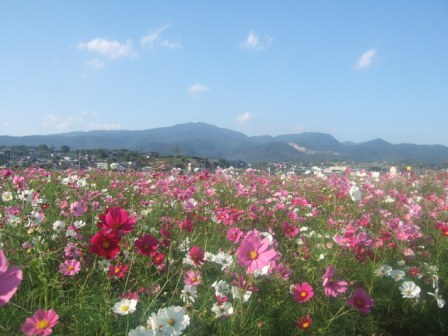 諫早湾干拓 長崎 諫早市民 ふくちゃんの食う 寝る 遊ぶ日記