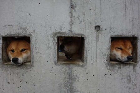 14−島原 柴犬DSC09244