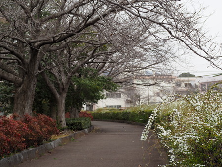 ��¼�ԡ�������褤�Υ業��ʥ�P3081852