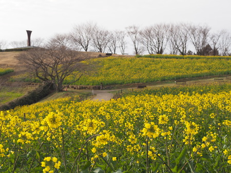 �������⸶P3151496