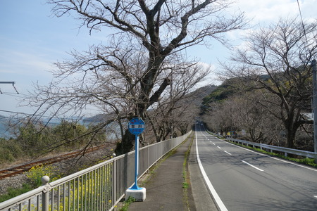 13-諫早市多良見町 桜並木DSC09832