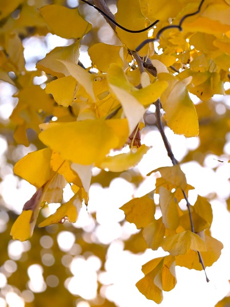 諫早市飯盛町 飯盛ふれあい会館の銀杏の木IMG_6830