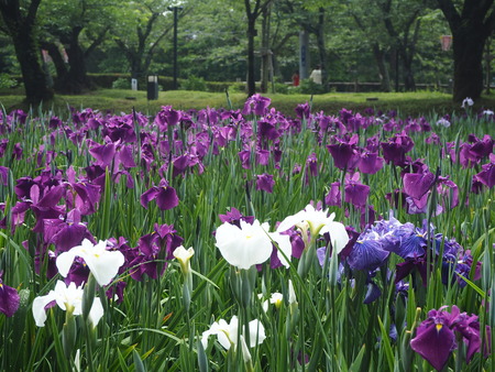 7-大村公園 花菖蒲PP5310035