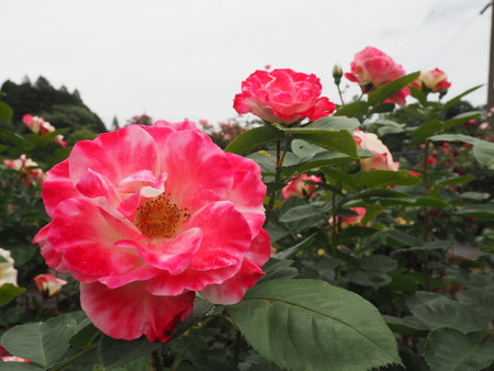 2024.05.11 諫早市大場町 大室さんのバラ園P5112959