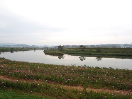 2022.10.16 諫早市不知火橋下のコスモス畑PA161708