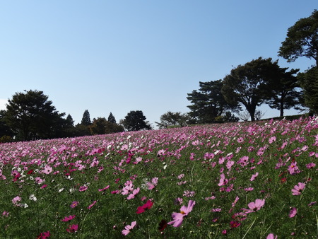 o-8DSC01818