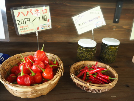 34-諌早市小野島町 干拓の里 よかもん市P9078254