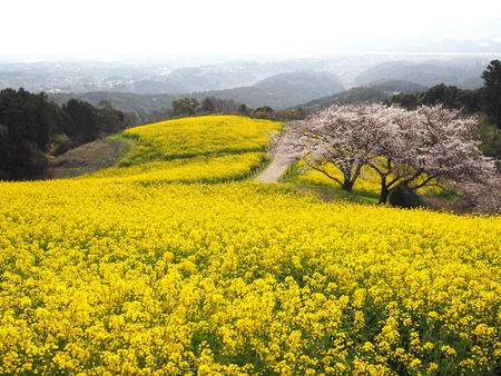 �������⸶�κڤβ�P3271393