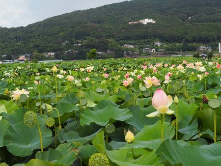 2022.07.16 諫早市森山町 唐比ハス園P7142418