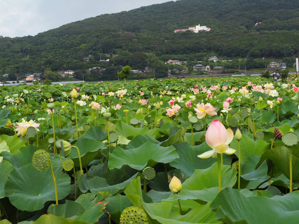 22 蓮の花の見頃が続いてます 唐比ハス園 諫早市森山町 長崎 諫早市民 ふくちゃんの食う 寝る 遊ぶ日記