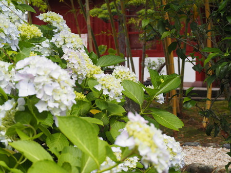 2024.06.02 長崎市 興福寺あじさいP6027418