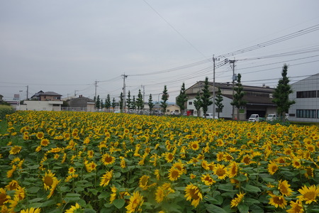 13-大村市 樹蘭DSC07484