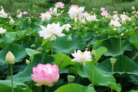 17-���������ϥ���DSC09826