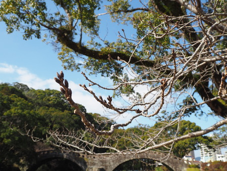 4−諫早公園P1272145