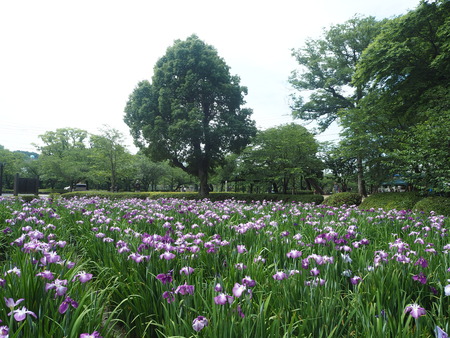 3-大村公園 花菖蒲PP5310022