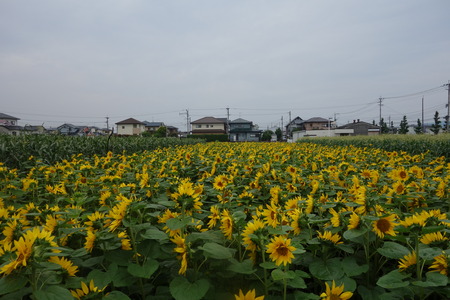 14-大村市 樹蘭DSC07456