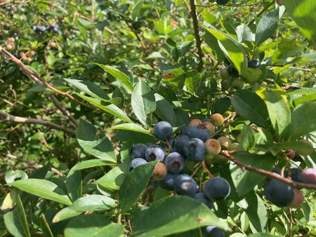 2025.08.14������ԡ����ӥ֥롼�٥꡼��IMG_8844