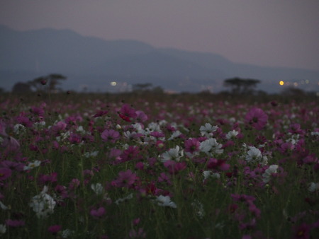 2022.10.15 ëÝÁá»Ô¹âÍè¡¡´³Î¦ÃÏ¥Õ¥é¥ï¡¼¥¾¡¼¥óPA151407