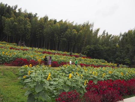 15-佐賀県みやき町 山田 ひまわり園PB033747