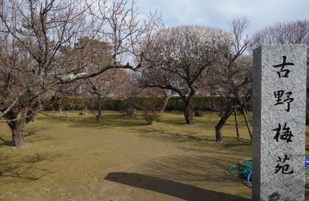 7-島原梅園DSC09506