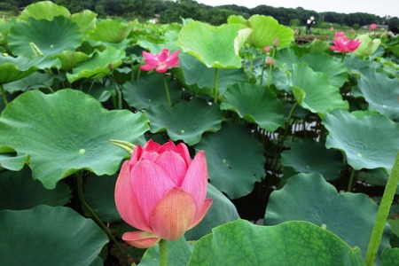 8-���������ϥ���DSC09797