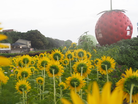 2021.07.07����Ծ�Ĺ��Į�����ե롼�ĥХ���P7078677